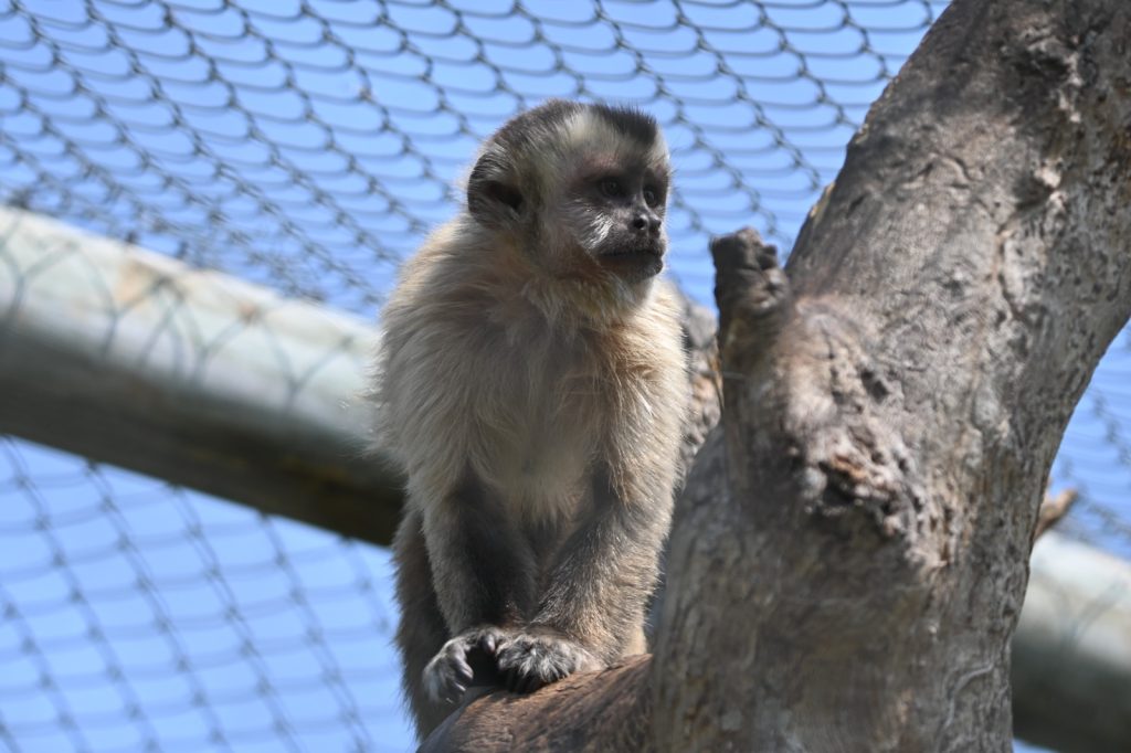 Após meses de reabilitação, Imasul solta sete macacos-prego para retorno à vida livre no Pantanal