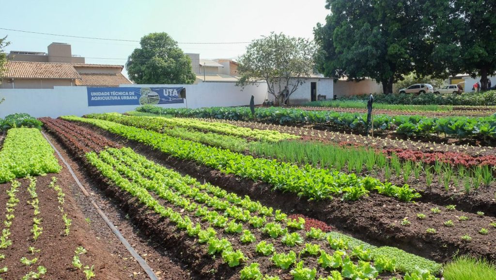 Hortifrutis doados pela Ceasa em MS matam a fome e viram adubo para a comunidade – Agência de Noticias do Governo de Mato Grosso do Sul