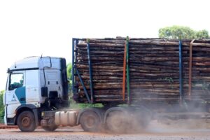 base florestal em Mato Grosso do Sul deve crescer 40% até 2028 – Agência de Noticias do Governo de Mato Grosso do Sul