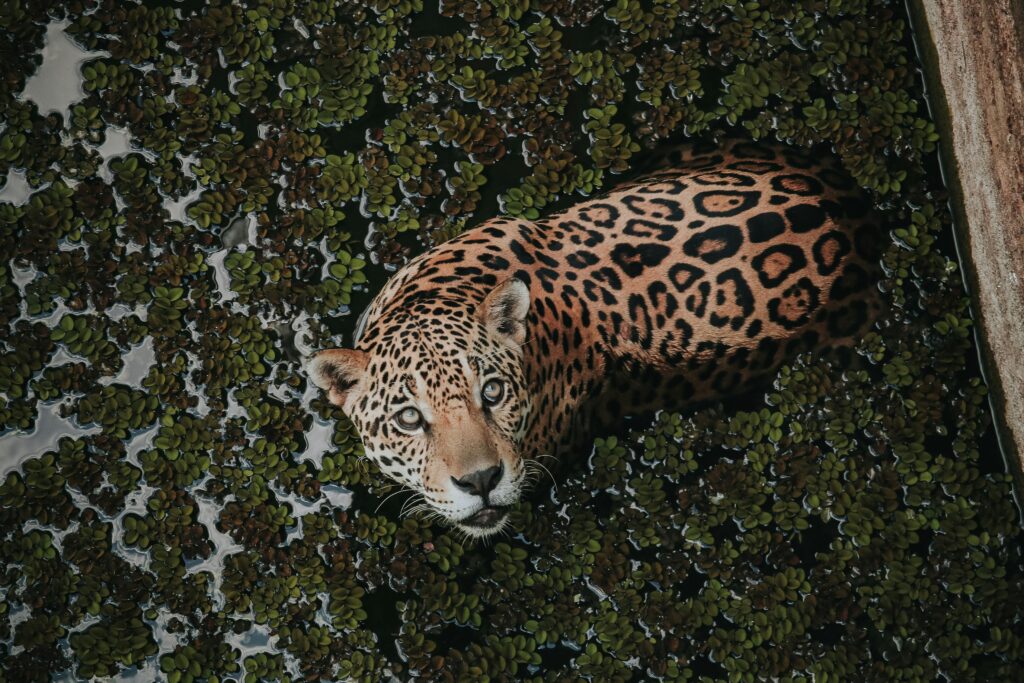 onça pintada
