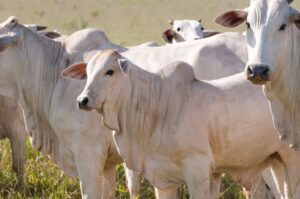 segunda etapa da campanha da Iagro começa em 1º de novembro – Agência de Noticias do Governo de Mato Grosso do Sul