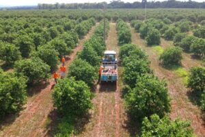 Com apoio do Estado e ambiente positivo, citricultura de MS avança como nova fronteira agrícola brasileira