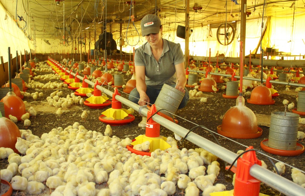 Programa Frango Vida fortalece avicultura e estimula projeto de escola avícola em Mato Grosso do Sul